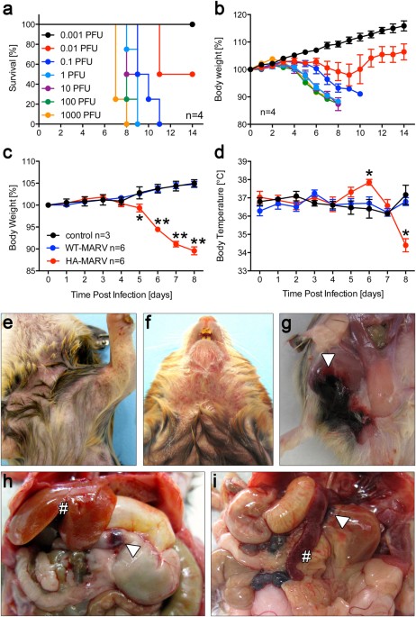 A hamster model for Marburg virus infection accurately ...