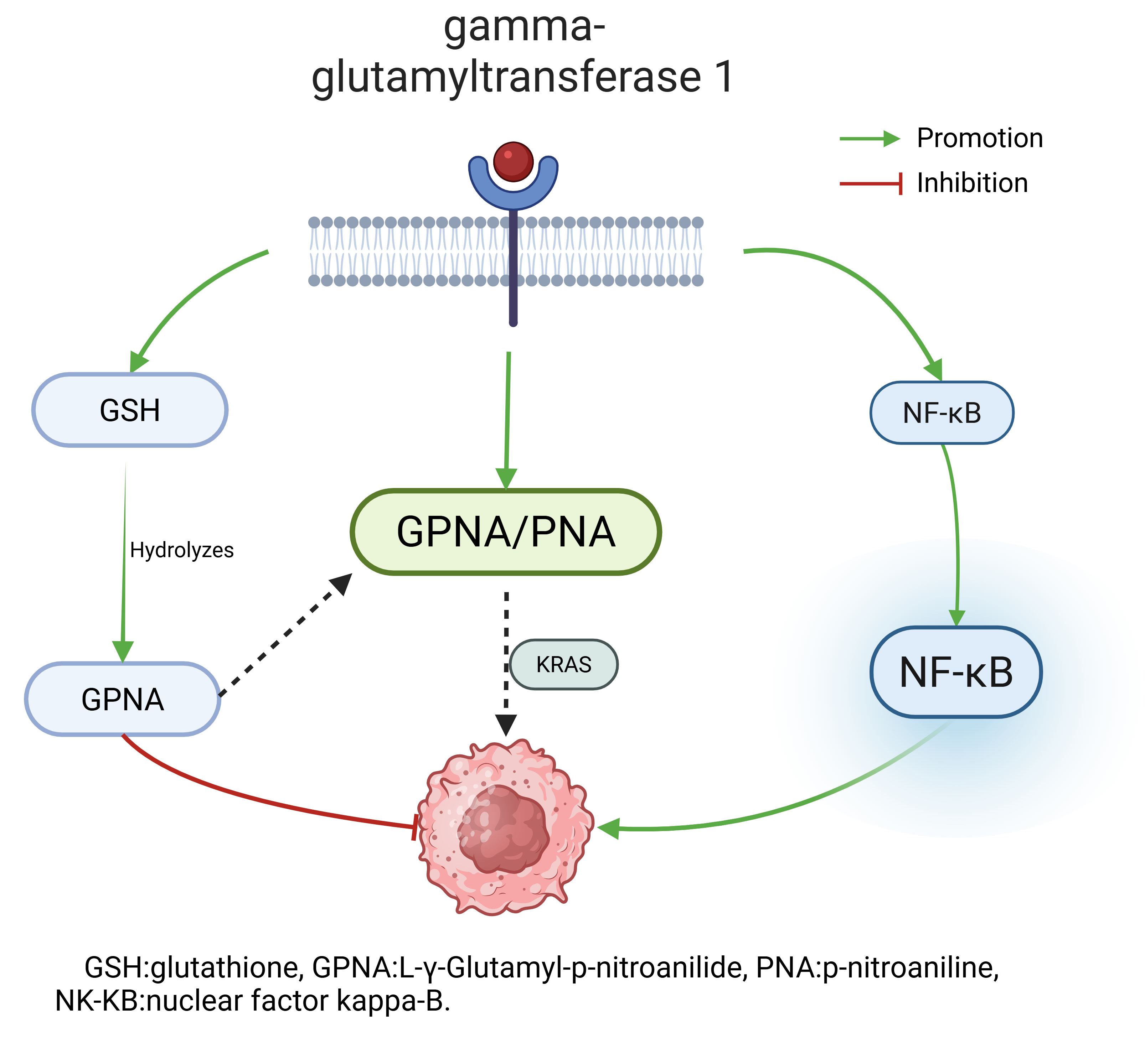 Proteome-wide Mendelian randomization and colocalization analysis uncovers druggable targets for lung cancer across multiple phenotypes and complications | Discover Oncology