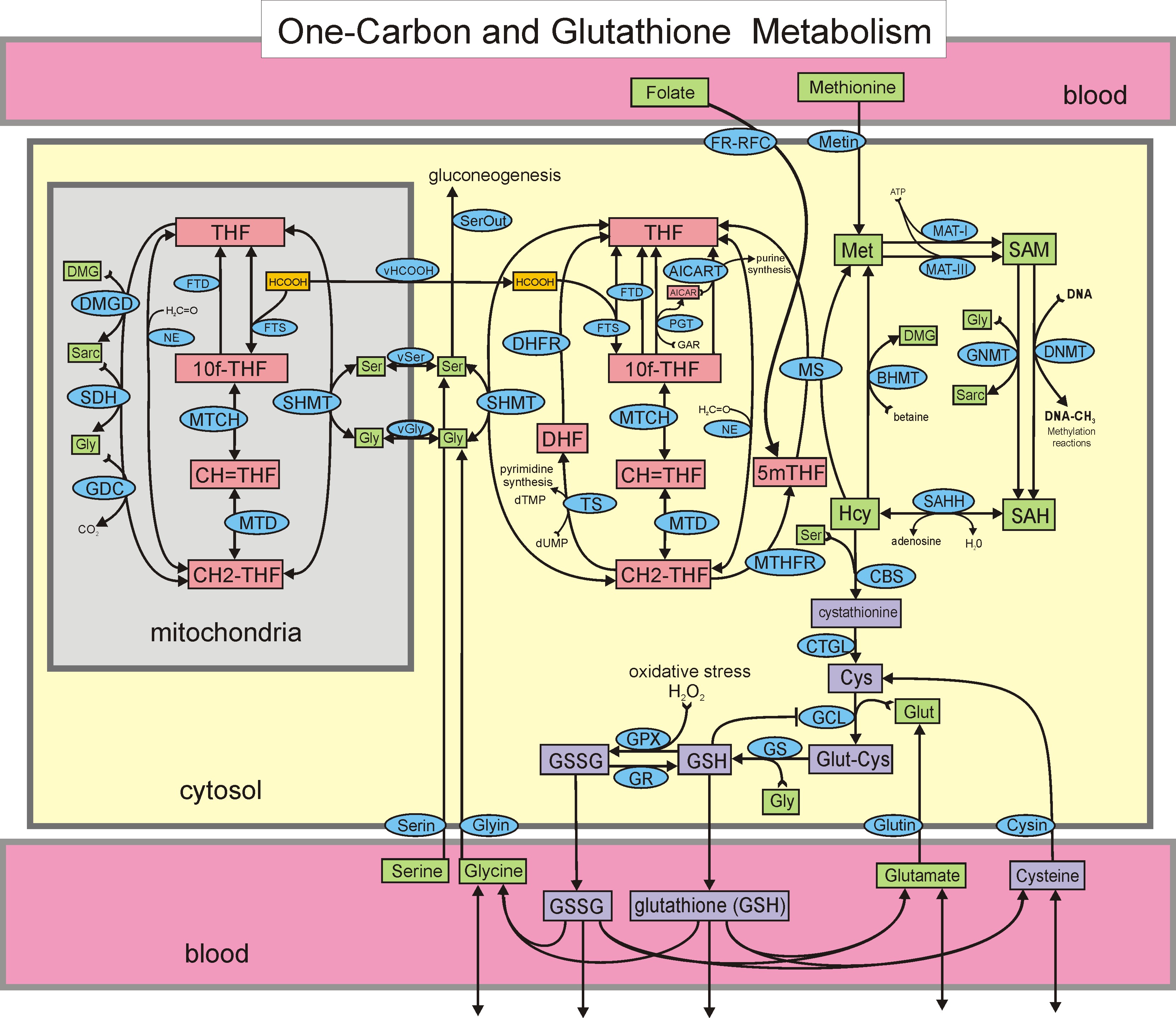 A mathematical model of glutathione metabolism | Theoretical Biology and Medical Modelling