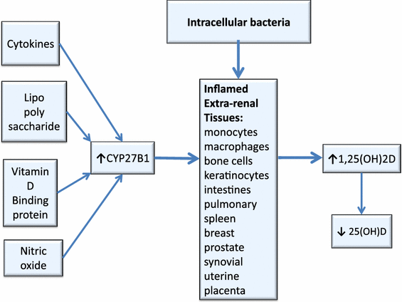 Inflammation And Vitamin D The Infection Connection