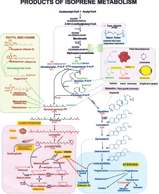 Iubmb Nicholson Metabolic Pathways Chart