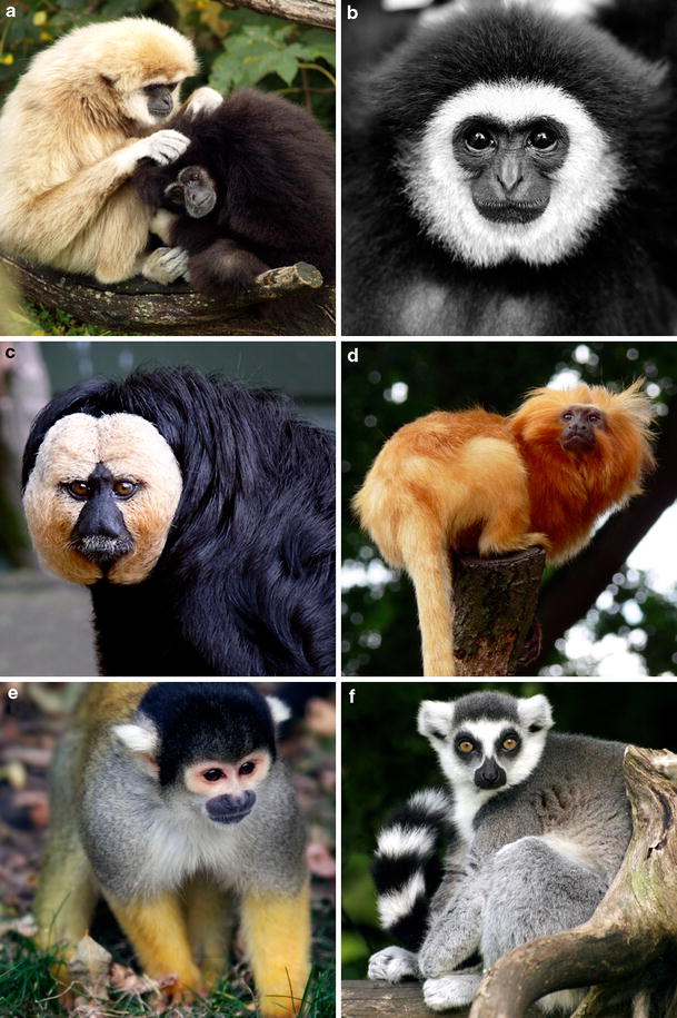 The and evolutionary basis of colour variation in vertebrates SpringerLink
