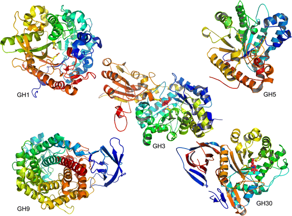 β-Glucosidases | SpringerLink