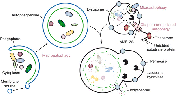 chaperone mediated autophagy inhibitor chaperone mediated autophagy inhibitor