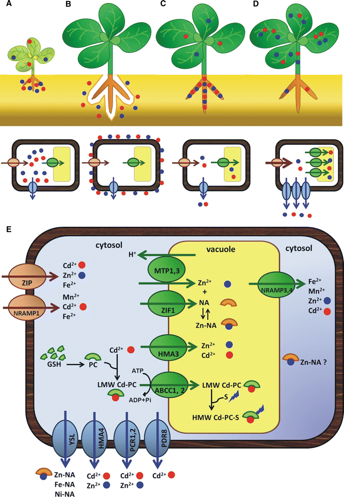 The molecular mechanism of zinc and cadmium stress response in plants
