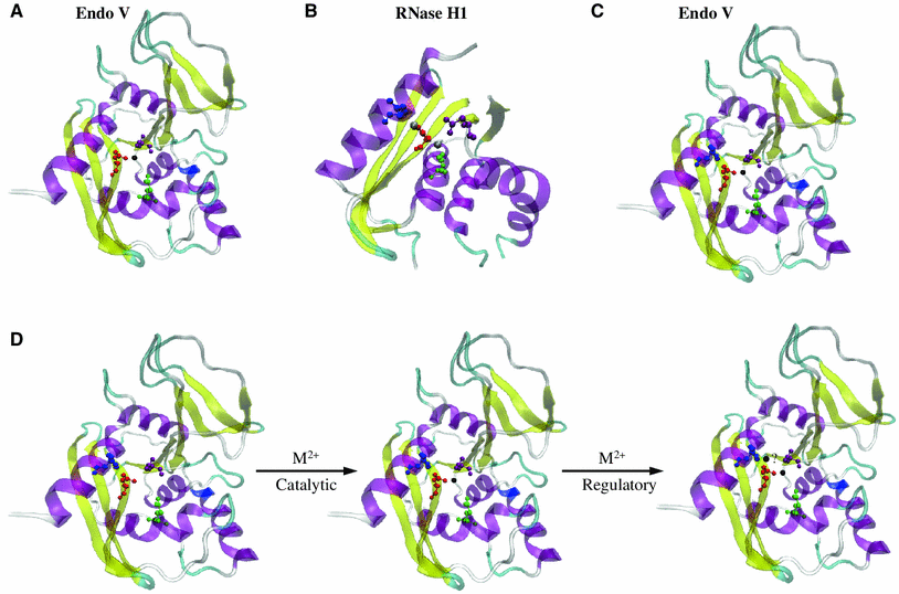 Endonuclease V: an unusual enzyme for repair of DNA deamination