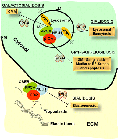 Lysosomal multienzyme complex: pros and cons of working together