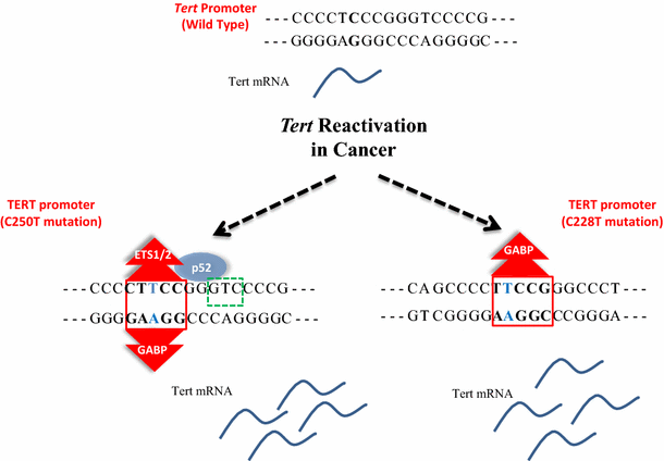 reactivation of telomerase in