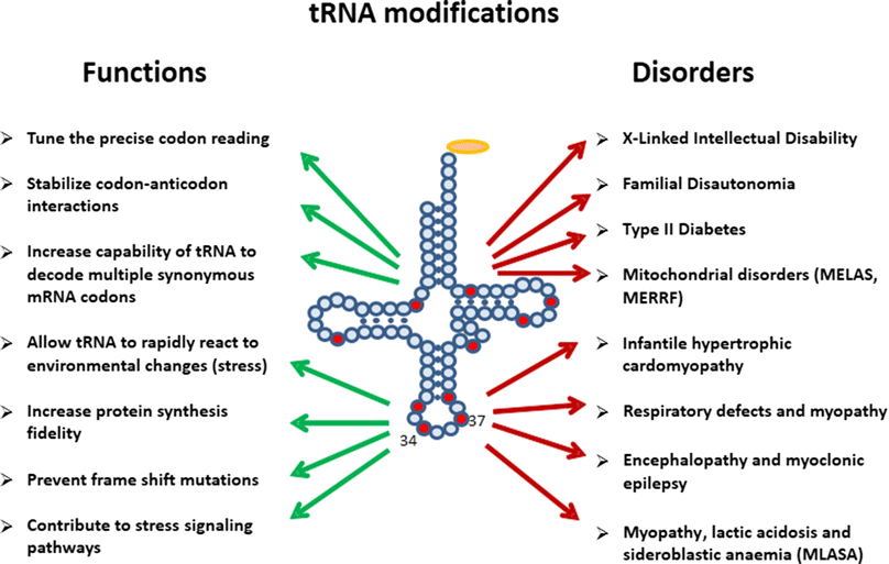 nucleoside modifications in the regulation of gene expression focus