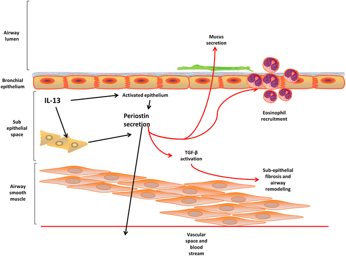 The role of periostin in lung fibrosis and airway remodeling | SpringerLink