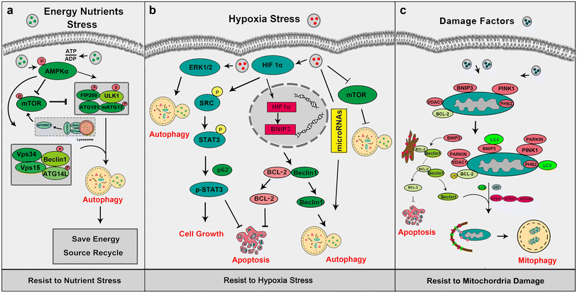 Mechanisms Of Autophagy And Relevant Small Molecule - 