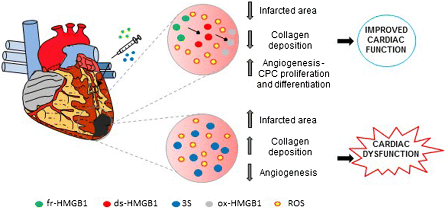 The Janus face of HMGB1 in heart disease a necessary update SpringerLink