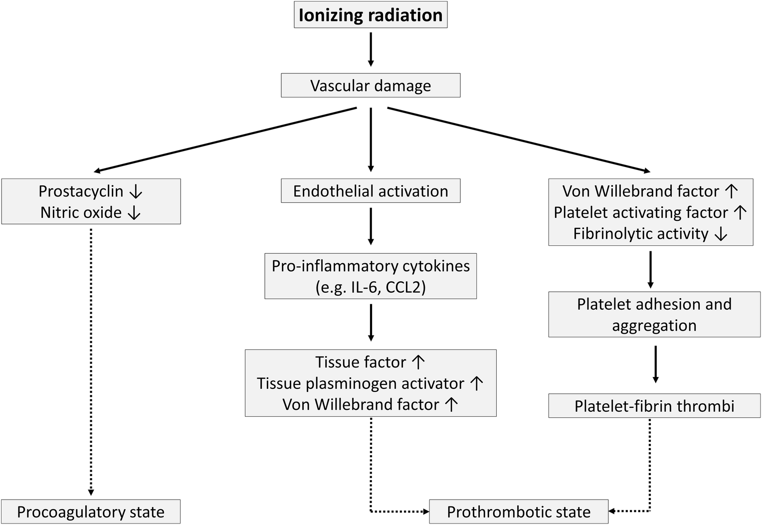 Pathological Effects Of Ionizing Radiation Endothelial - 