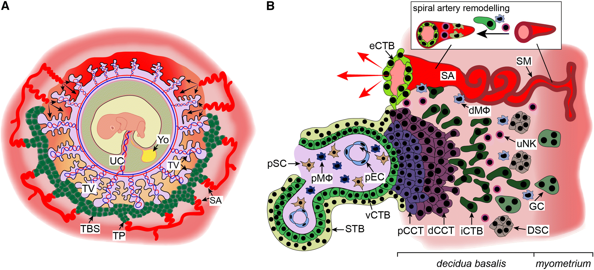 Human Placenta And Trophoblast Development: Key Molecular Mechanisms ...