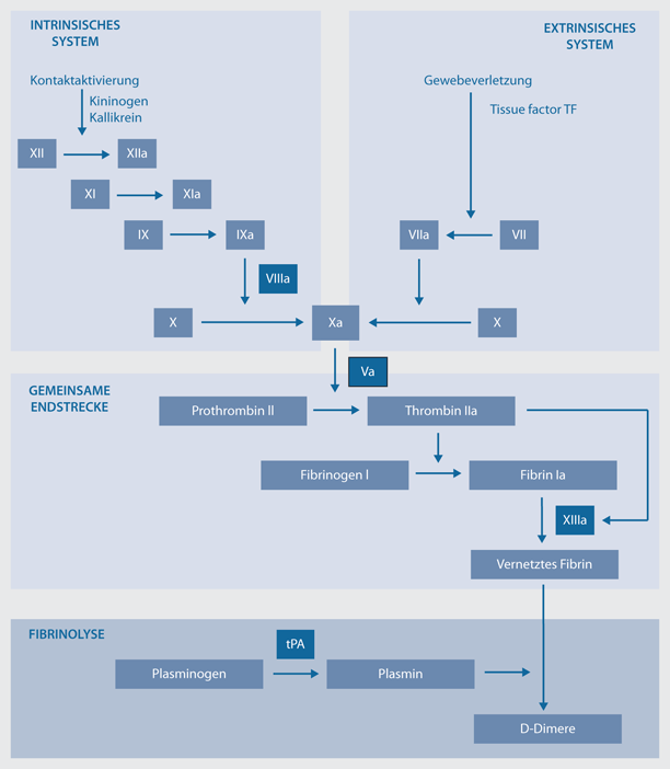 Prinzipien des perioperativen Gerinnungsmanagements SpringerLink