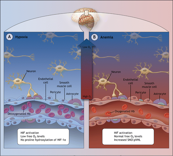 Nitric oxide signaling in hypoxia SpringerLink
