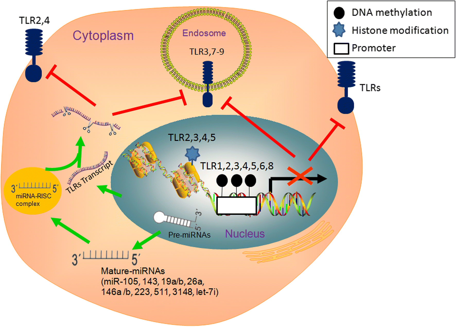 regulation of Tolllike receptors and its roles in type 1