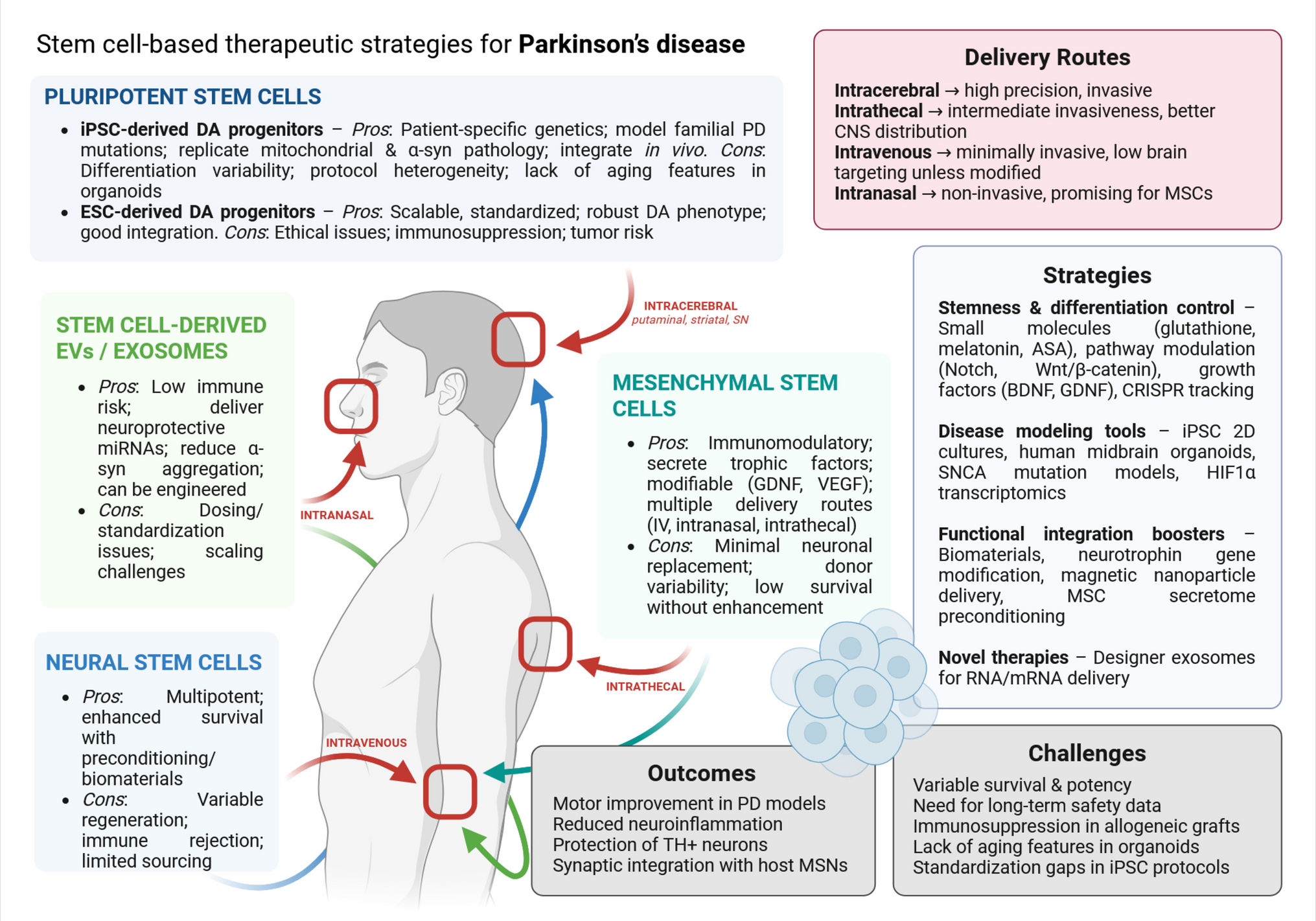 Stem cells strike back: advancements in Alzheimer's and Parkinson's disease treatment and modeling efforts from 2019 to 2024
