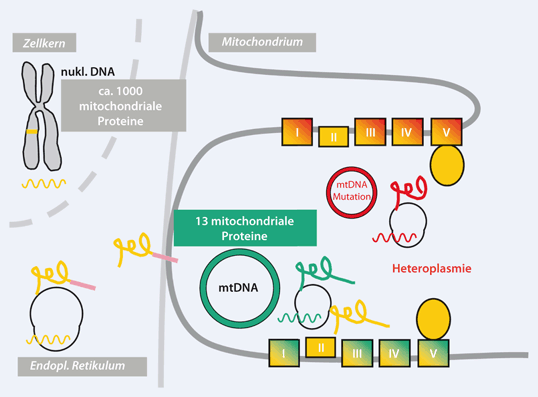 erwachsene biopsie krankheit mitochondriale beginn ergebnis