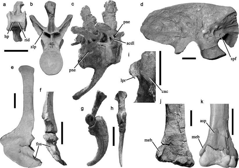 a new clade of archaic large bodied predatory dinosaurs theropoda megaraptor size comparison