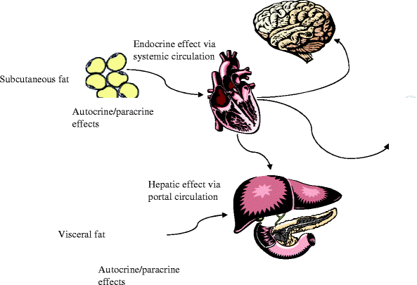 Adipose tissue distribution and risk of metabolic disease: does ... Biology Diagrams