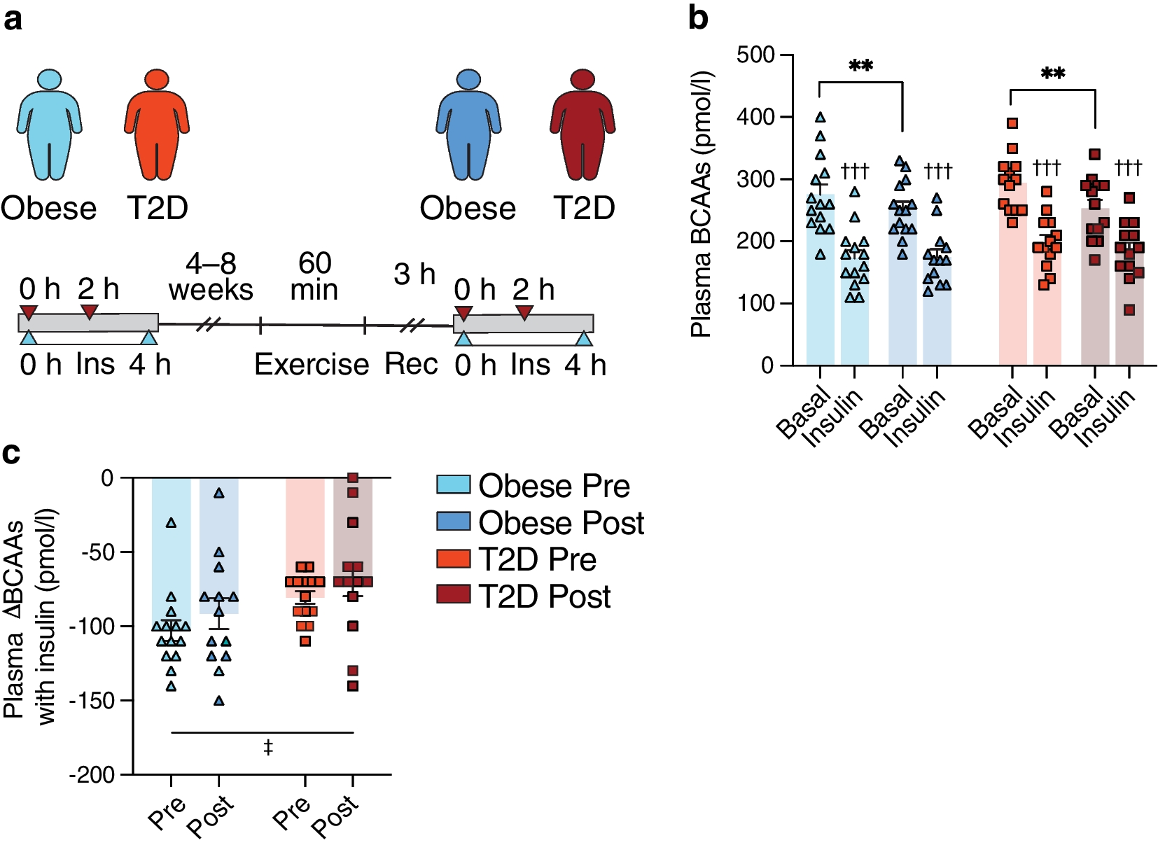 Effect of acute exercise and exercise training on the ability of insulin to  clear branched-chain amino acids from plasma in obesity and type 2 diabetes  | springermedizin.de