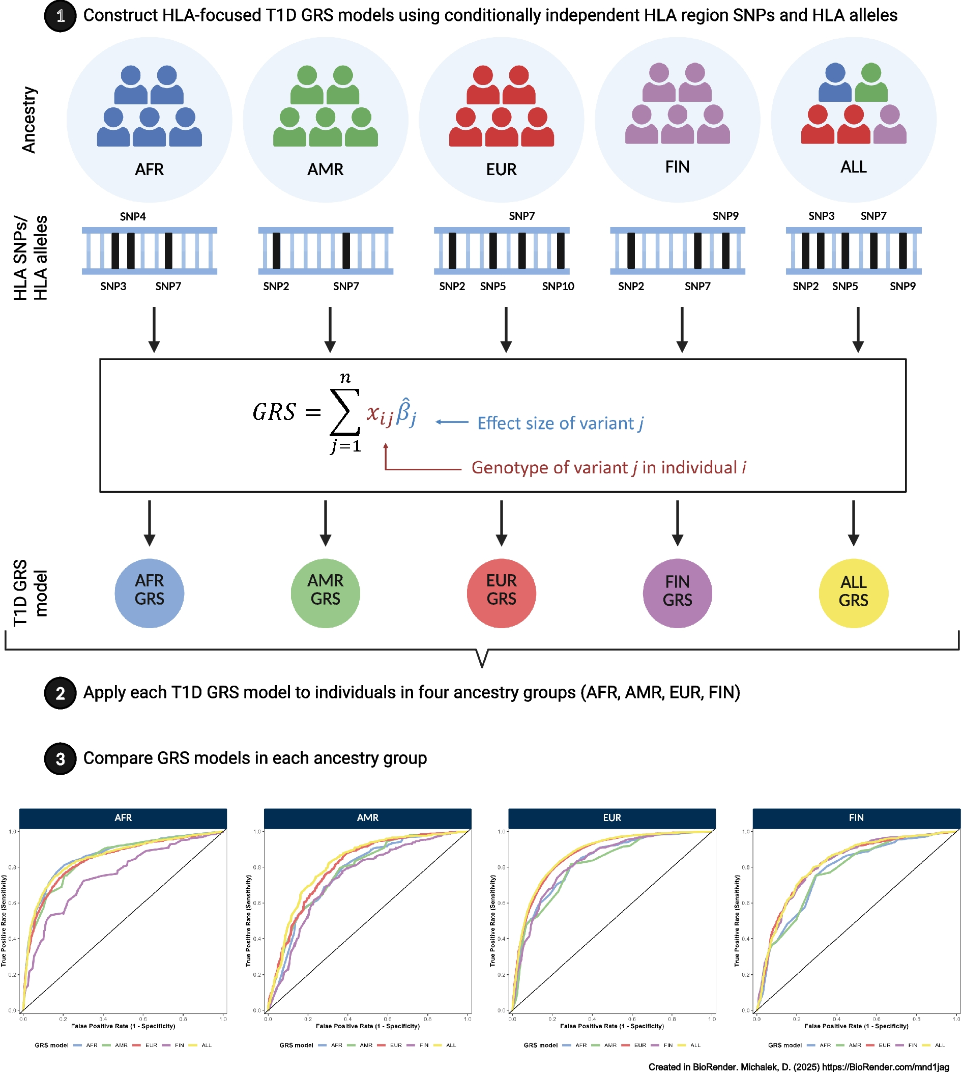 HLA-focused type 1 diabetes genetic risk prediction in populations of ...
