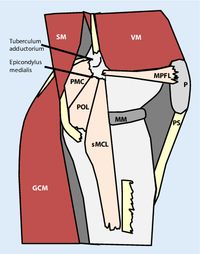 Anatomie Der Lateralen Und Medialen Stabilisatoren Des Kniegelenks ...