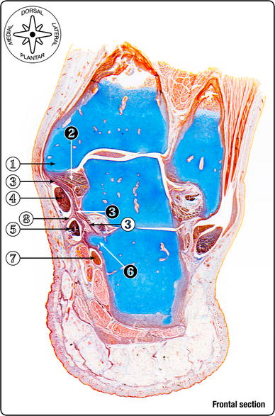The deltoid ligament: an in-depth review of anatomy, function, and