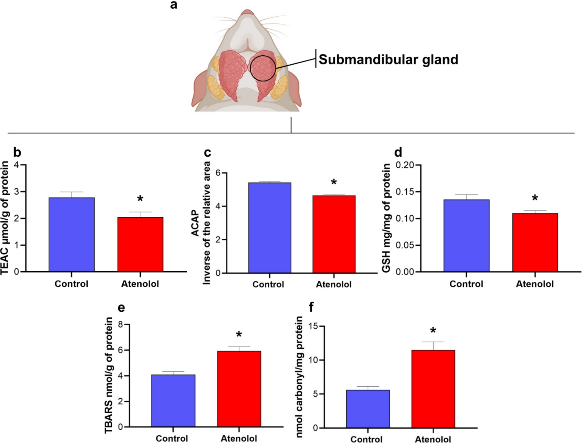 Atenolol is associated with salivary gland dysfunction and sialochemical  alterations, along with redox imbalance and structural changes in male rats  | springermedizin.de
