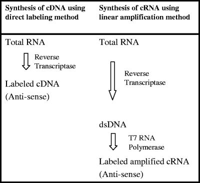 Preparing The Cdna Probe Flow Chart 15 3