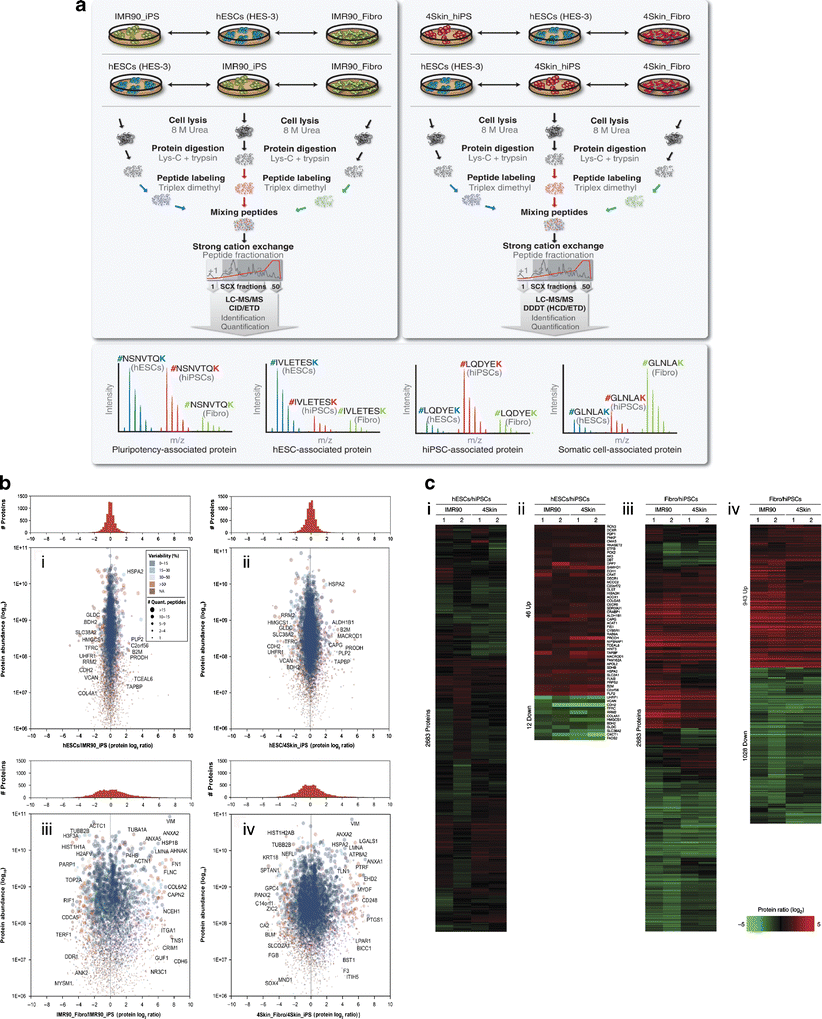 Applications of stable isotope dimethyl labeling in quantitative