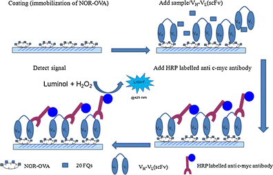 enzyme immunoassay