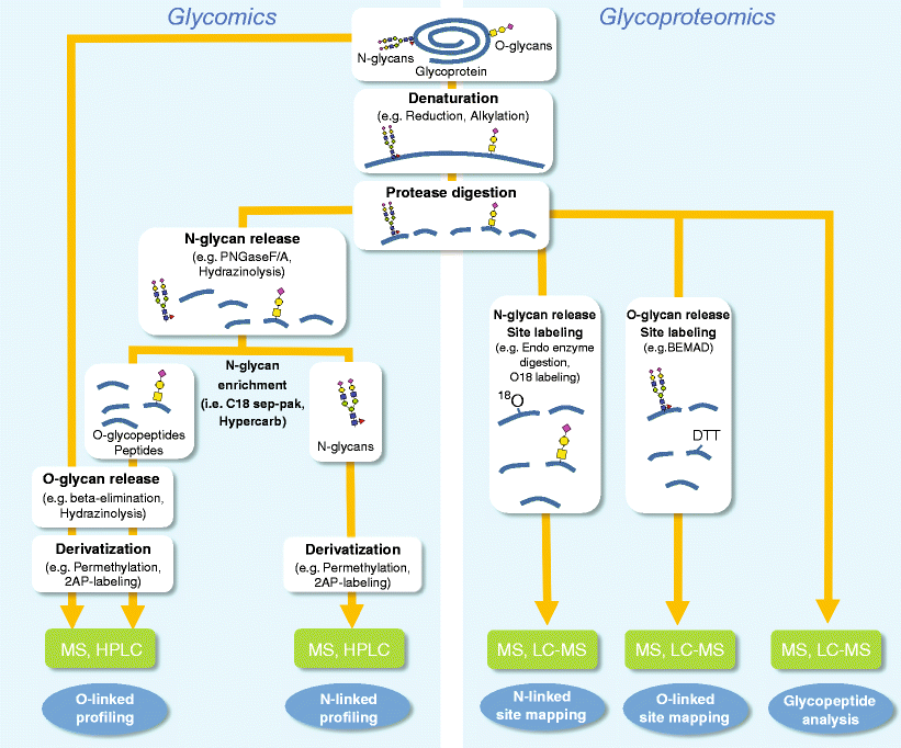 Glycomic And Glycoproteomic Analysis Of Glycoproteinsa - 