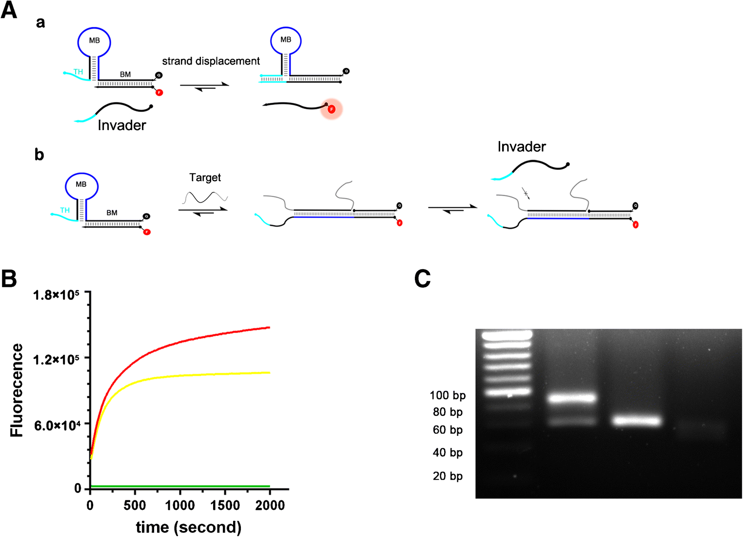 Training Gains Toehold For >> Toehold Integrated Molecular Beacon System For A Versatile Non Training Gains Toehold For >> Toehold Integrated Molecular Beacon System For A Versatile Non