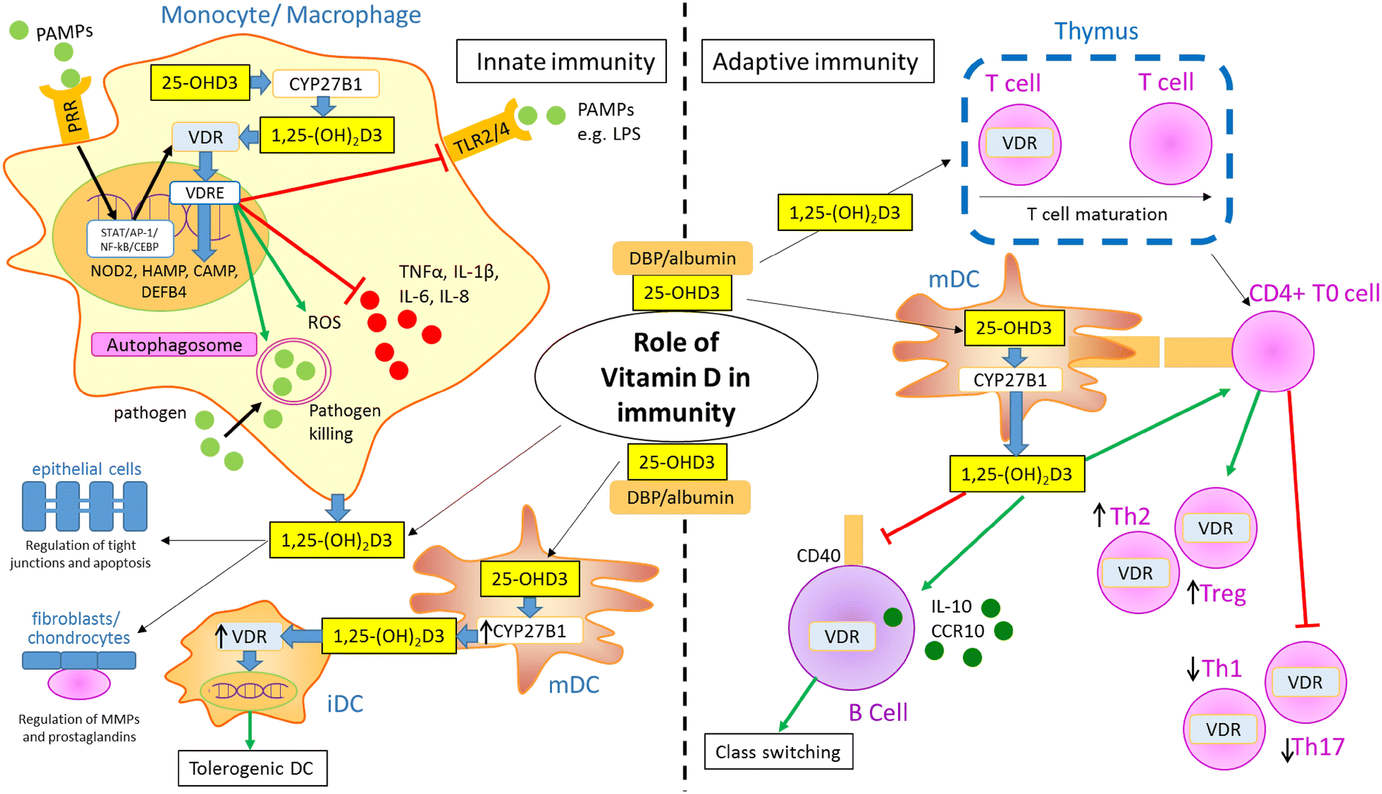 Vitamin D Autoimmune Disease And Rheumatoid Arthritis