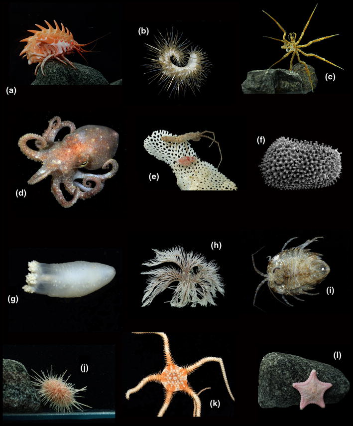 Patterns, processes and vulnerability of Southern Ocean benthos: a ...