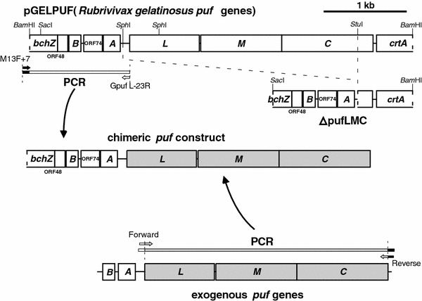 Exchange and Complementation of Genes Coding for Photosynthetic