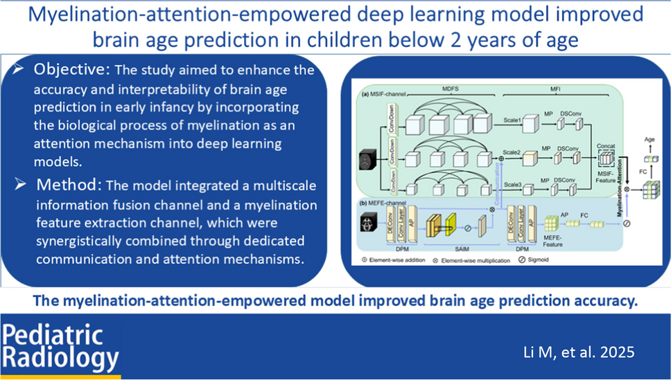 Myelination-attention-empowered deep learning model improved brain age ...