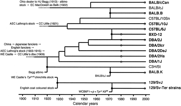 Molecular Evolution Of Vh 9 Germline Genes Isolated From Dba Balb 12 9 And C57bl Mouse Strains And Sublines Springerlink Molecular Evolution Of Vh 9 Germline Genes Isolated From Dba Balb 12 9 And C57bl Mouse Strains And Sublines Springerlink