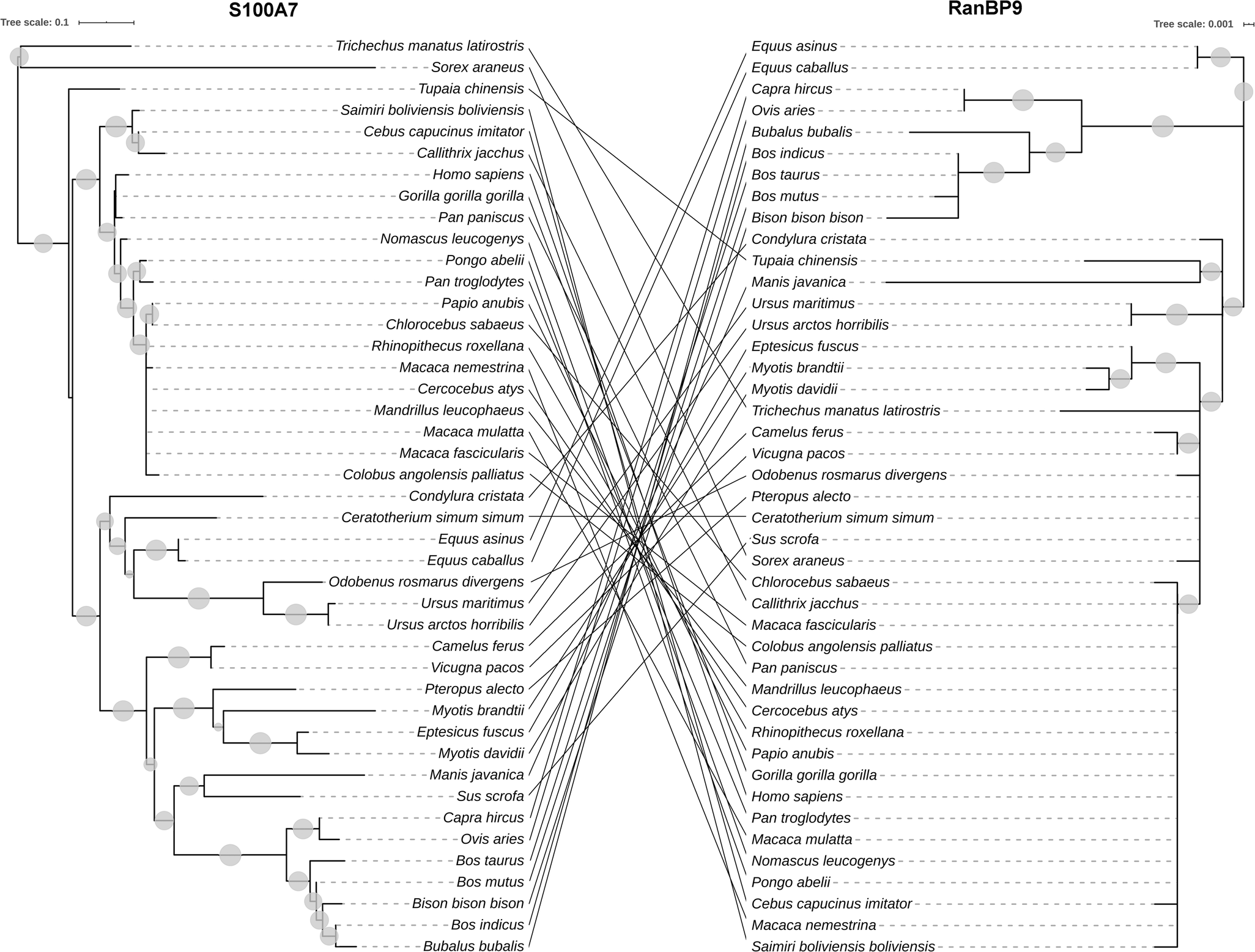 S100a7 Ran Binding Protein 9 Coevolution In Mammals Springerlink