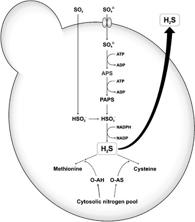 Modulation of volatile sulfur compounds by wine yeast | SpringerLink
