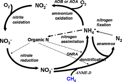 Potential roles of anaerobic ammonium and methane oxidation in the ...