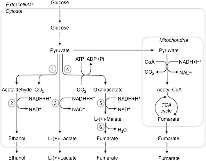 Metabolic engineering of Rhizopus oryzae for the production of platform ...