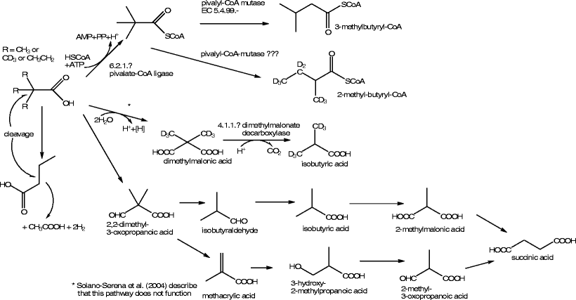 Biosynthesis and metabolic pathways of pivalic acid | SpringerLink