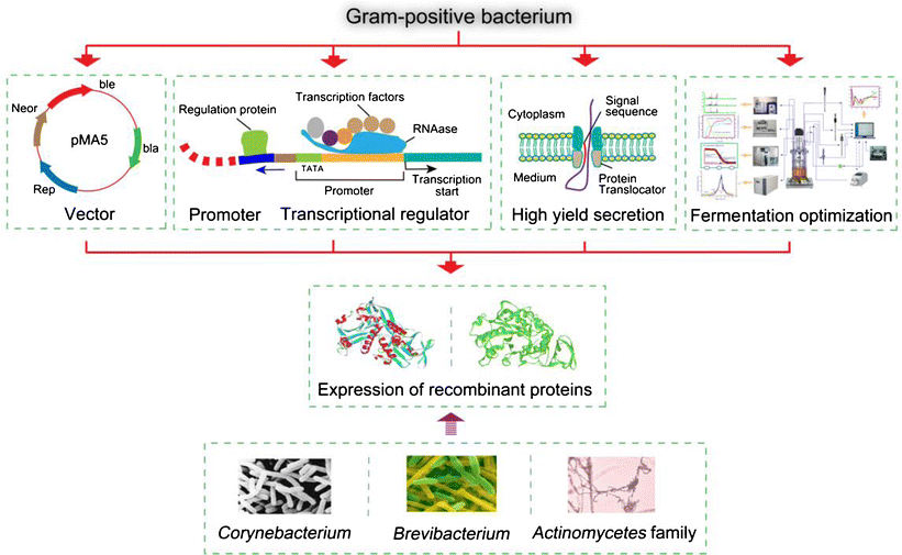 Recent advances in protein expression by Corynebacterium