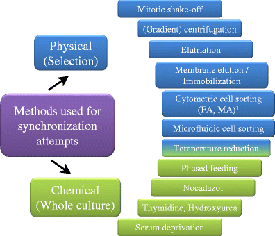 Mammalian cell culture synchronization under physiological conditions Biology Diagrams