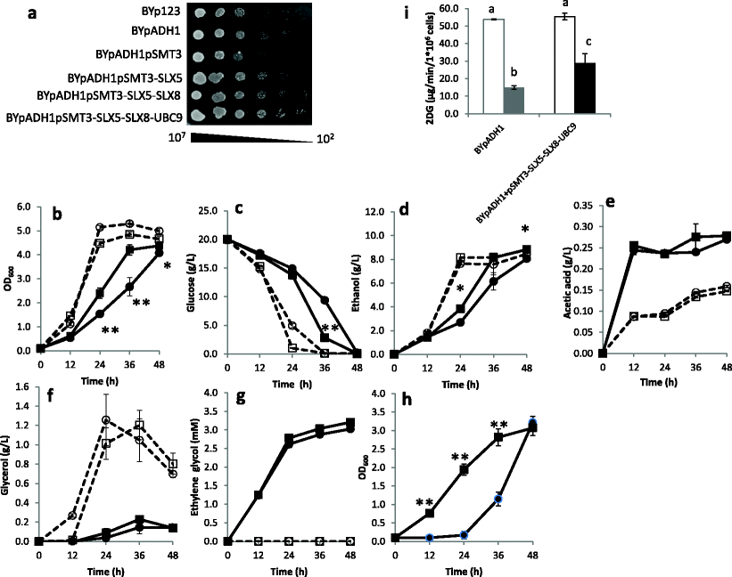 sumo expression shortens the lag phase of saccharomyces cerevisiae open image in new window