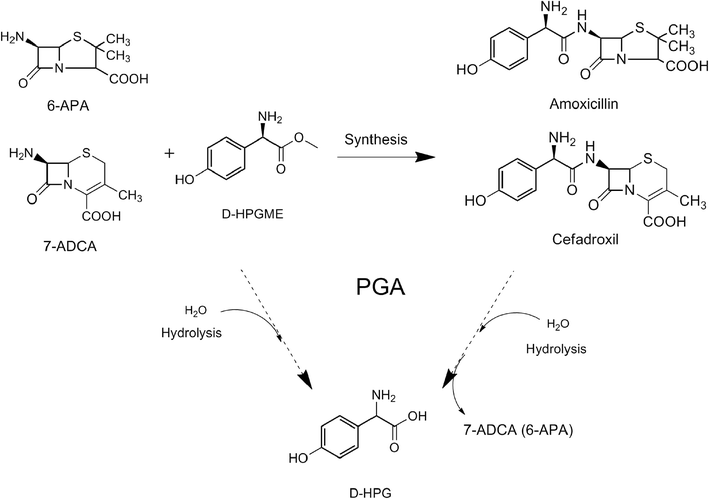efficient synthesis of β
