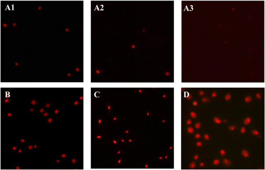 Cell permeability and nuclear DNA staining by propidium iodide in